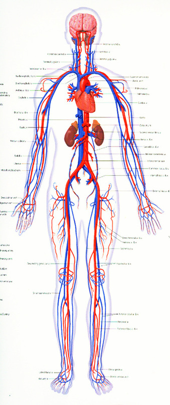 Circulatory System - Adventures to your body